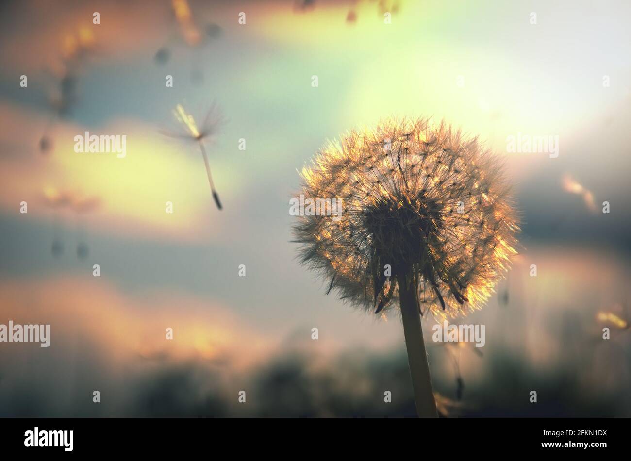 Beautiful calm spring scene with fluffy dandelion flower on a background of colorful sunset sky and setting sun. Stock Photo