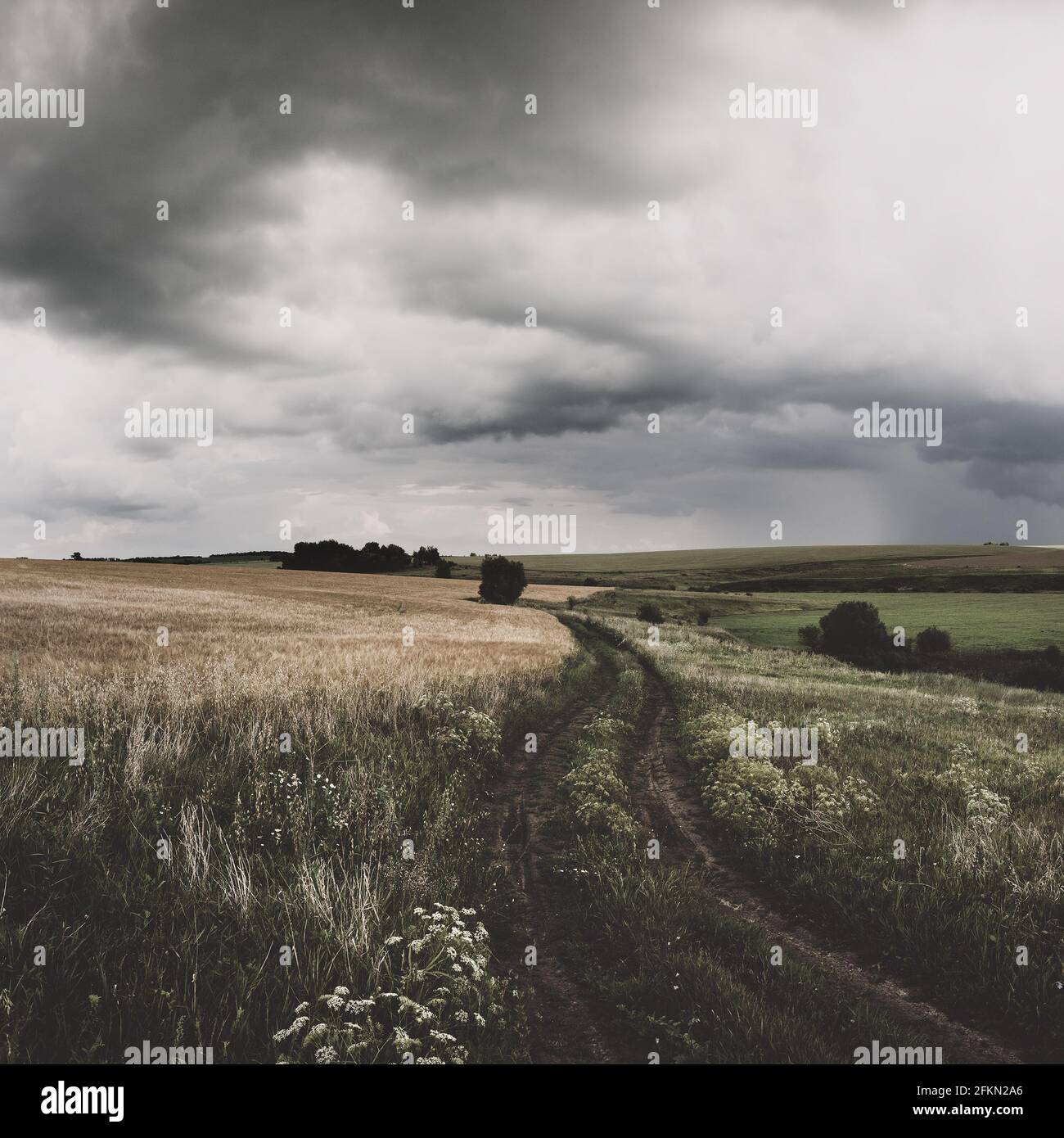 Cloudy summer landscape with dirt country road and fields during rainy day. Stock Photo