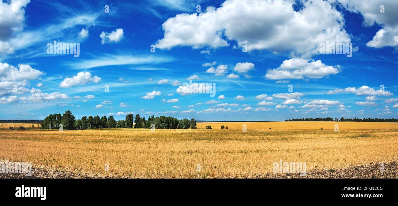 Summer rural landscape with beautiful blue sky over the golden farm fields Stock Photo