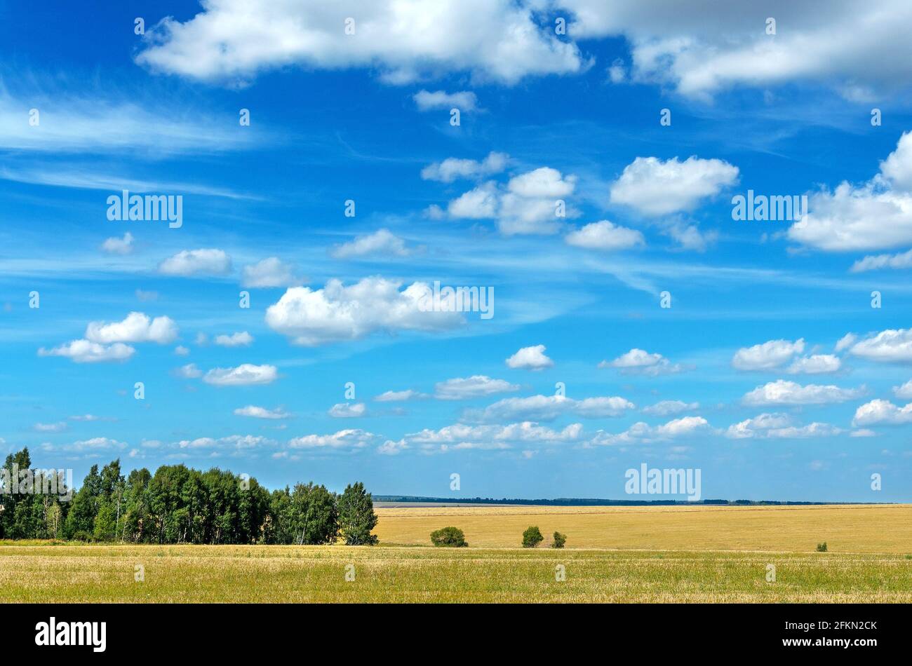 Summer rural landscape with beautiful blue sky over the golden farm fields Stock Photo