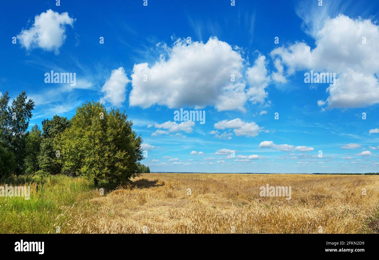 Summer rural sunny landscape with blue sky with beautiful clouds over the golden ripe wheat field and green trees Stock Photo