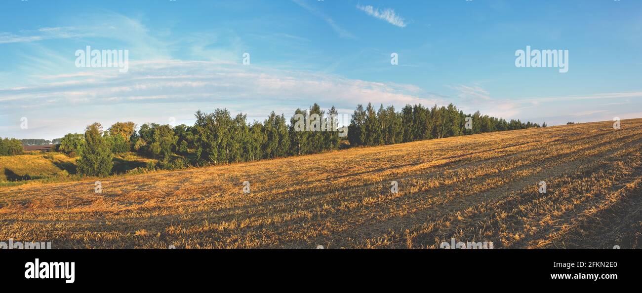Serene summer rural landscape with green trees and golden farm fields at sunrise. Stock Photo