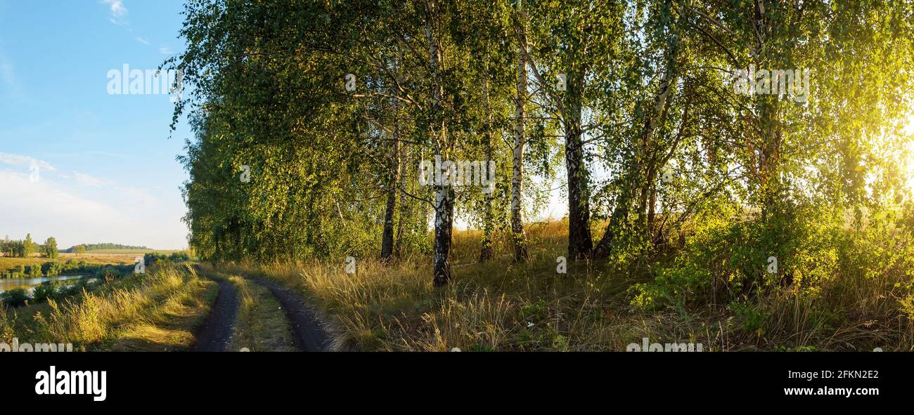 Tranquil summer rural landscape with birch trees,country road and farm fields during sunny calm  morning Stock Photo