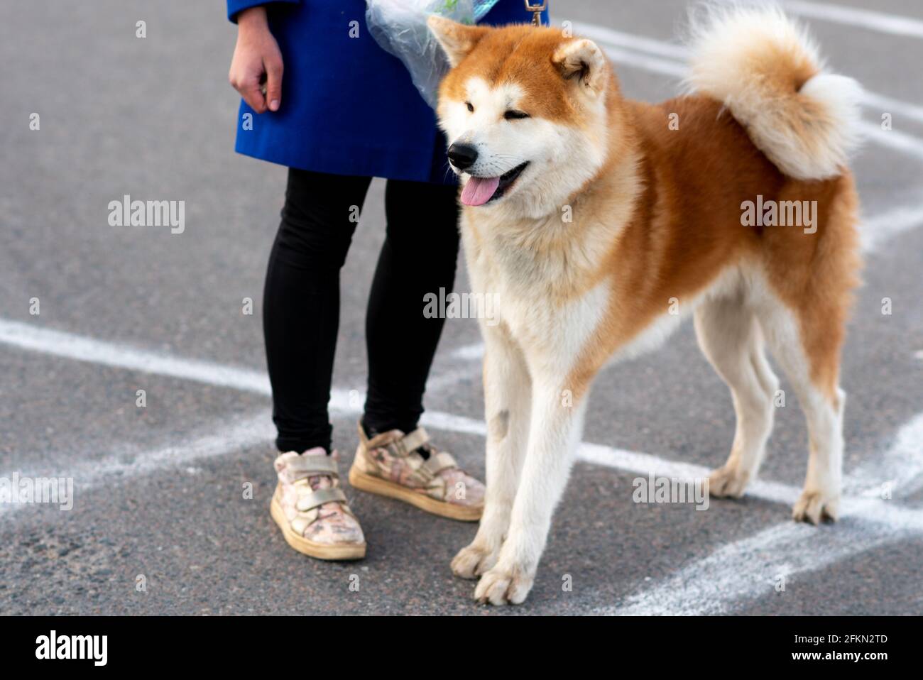 Adult Akita Inu, next to the hostess. Stock Photo