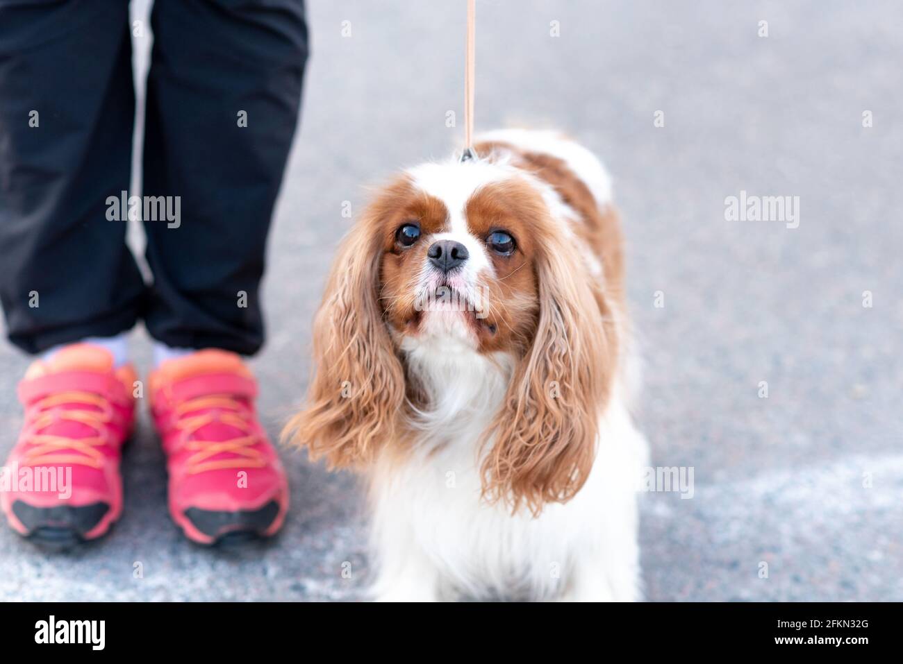 Cavalier King Charles Spaniel, on a leash, next to the owner Stock