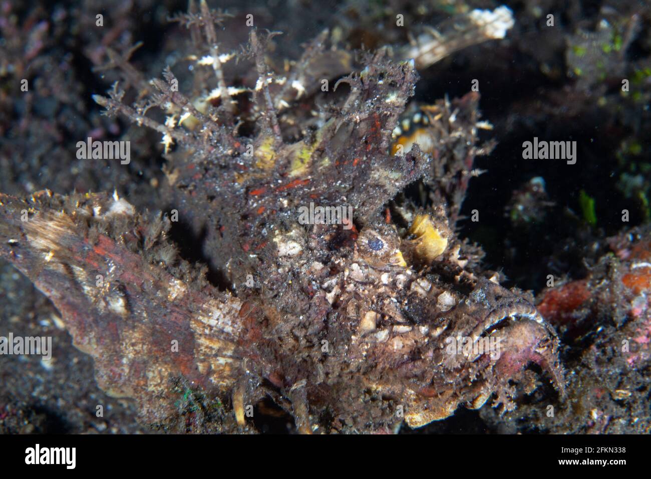 A Spiny Devilfish photographed at Dauin, Dumaguete, Philippines Stock Photo