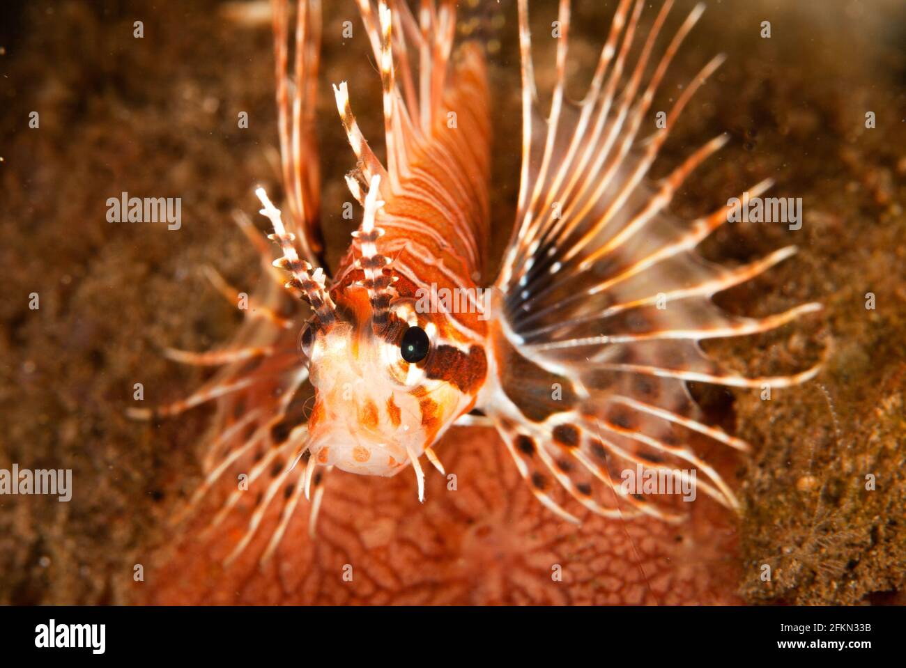 Image of a Spotfin Lionfish captured on a muck dive at Dauin, Dumaguete, Philippines Stock Photo