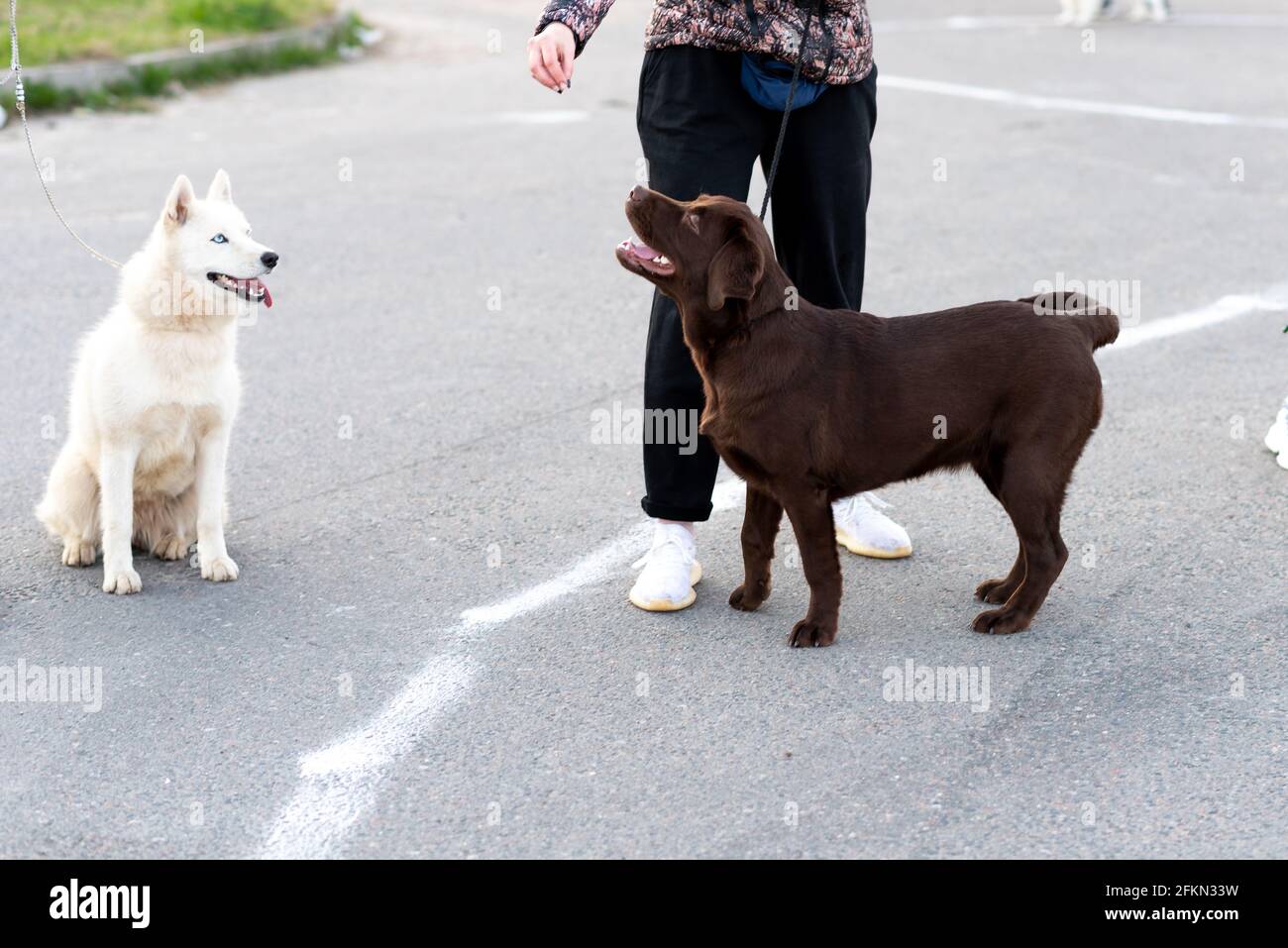 Labrador and husky for a walk, on leashes. Stock Photo