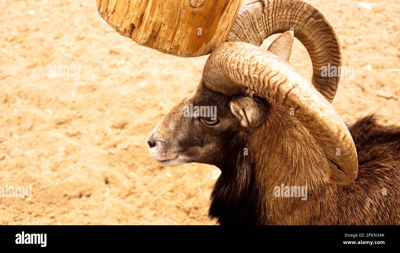 The mouflon scratches its horns against a wooden post. Zoo animals Stock  Photo - Alamy