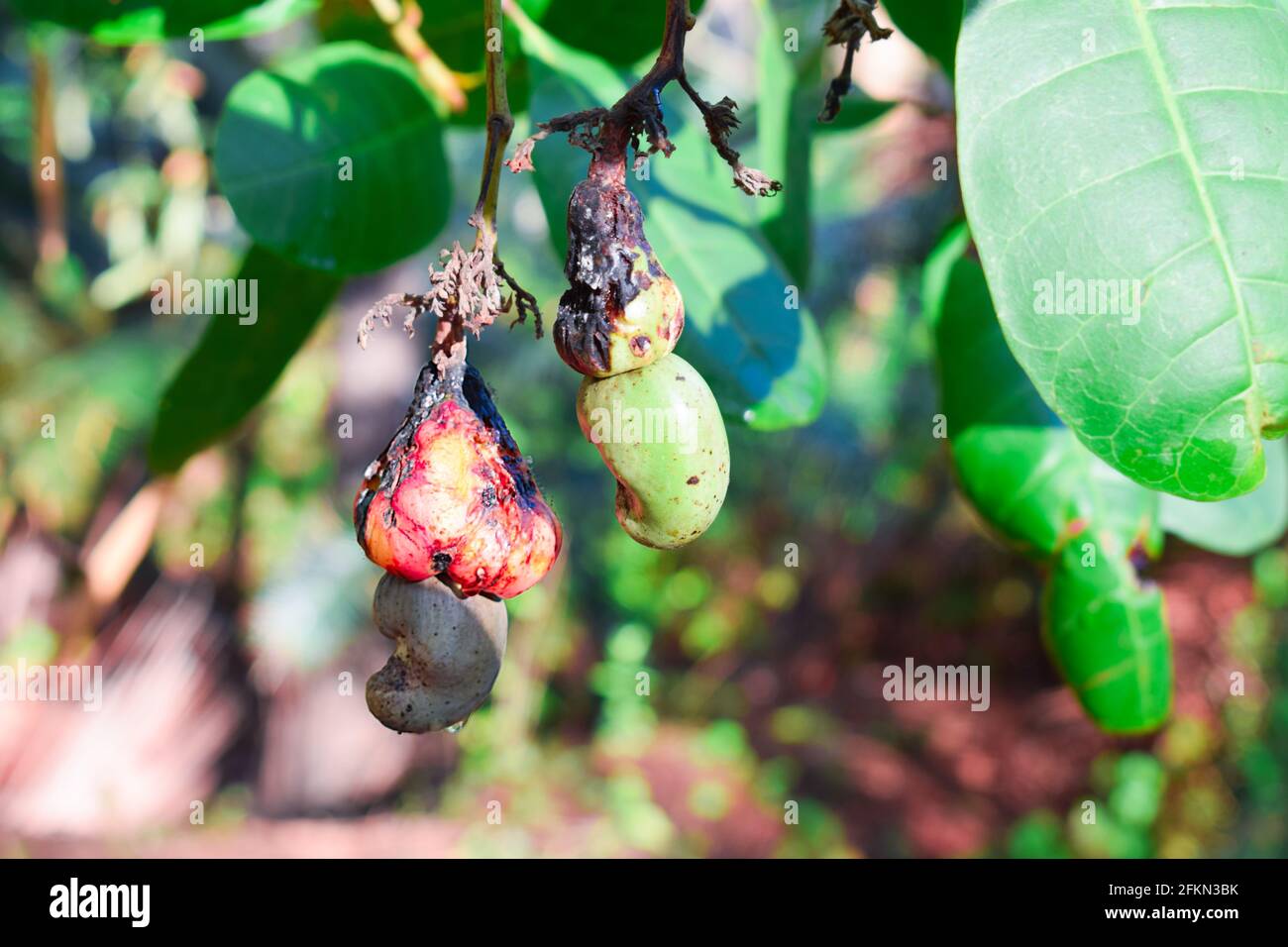 Bug attacked cashew fruits with nuts hanging on a tree branch in Asia Stock Photo