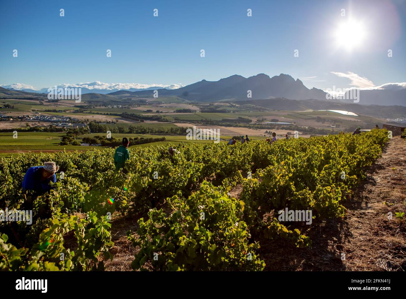 People picking grapes in Paarl, Cape Winelands South Africa Stock Photo