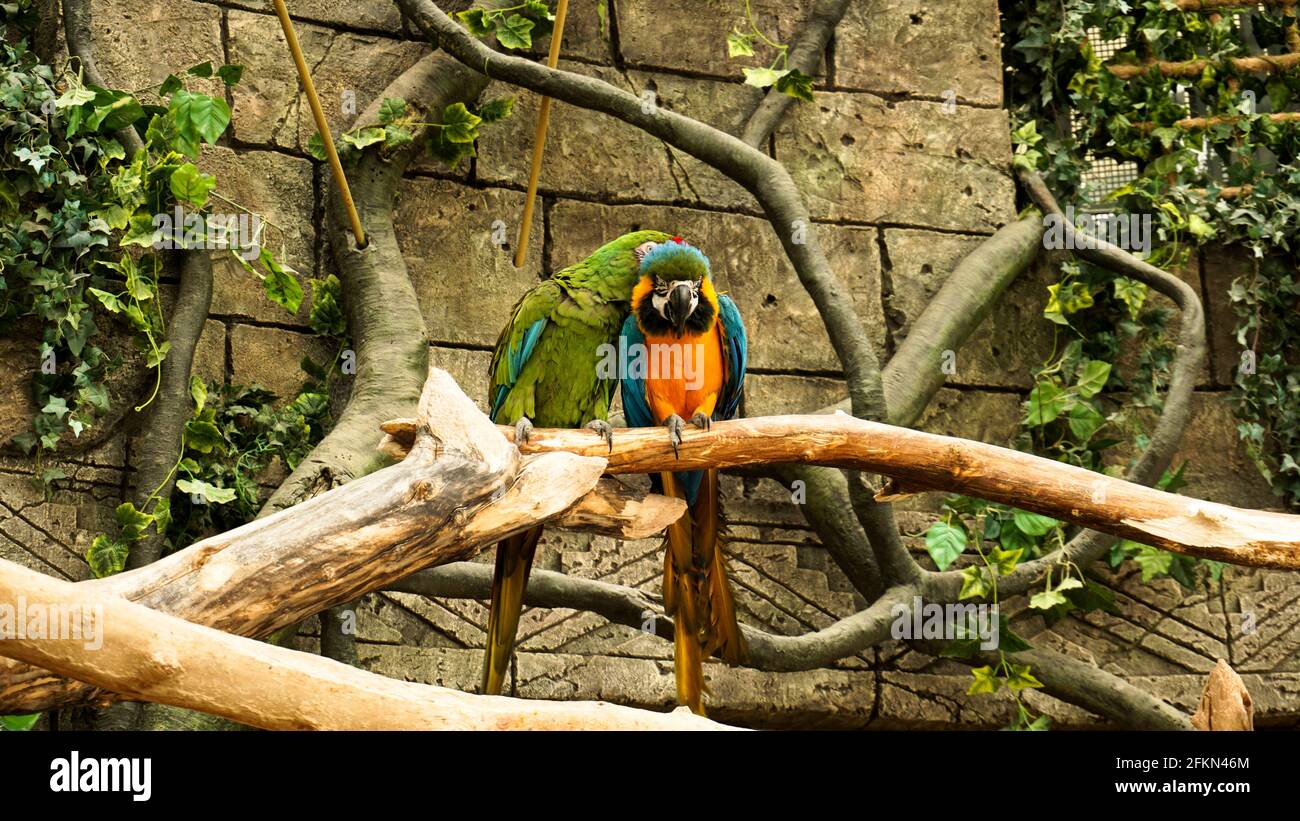 Parrot blue and yellow macaw on a tree branch. Jungle background. Birds at the zoo. Stock Photo