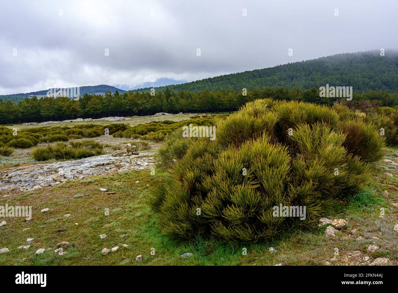 Pasture Vegetation High Resolution Stock Photography and Images - Alamy