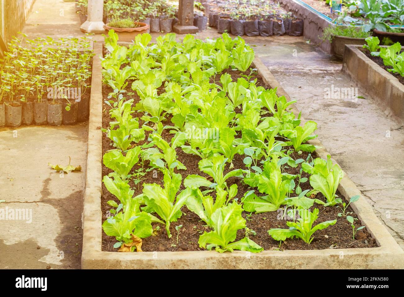 Community garden plots hires stock photography and images Alamy