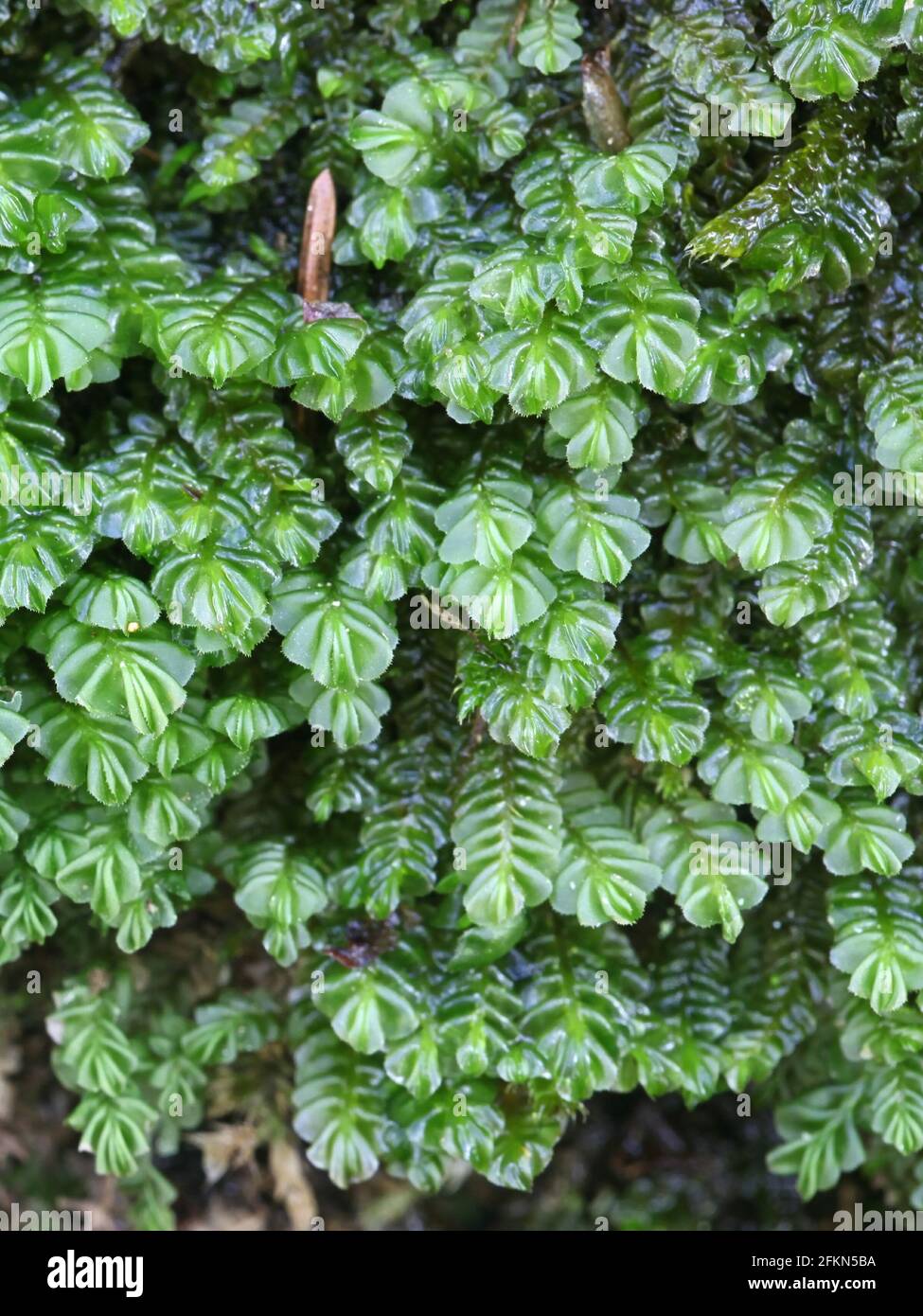 Plagiochila porelloides, commonly known as lesser featherwort moss Stock Photo