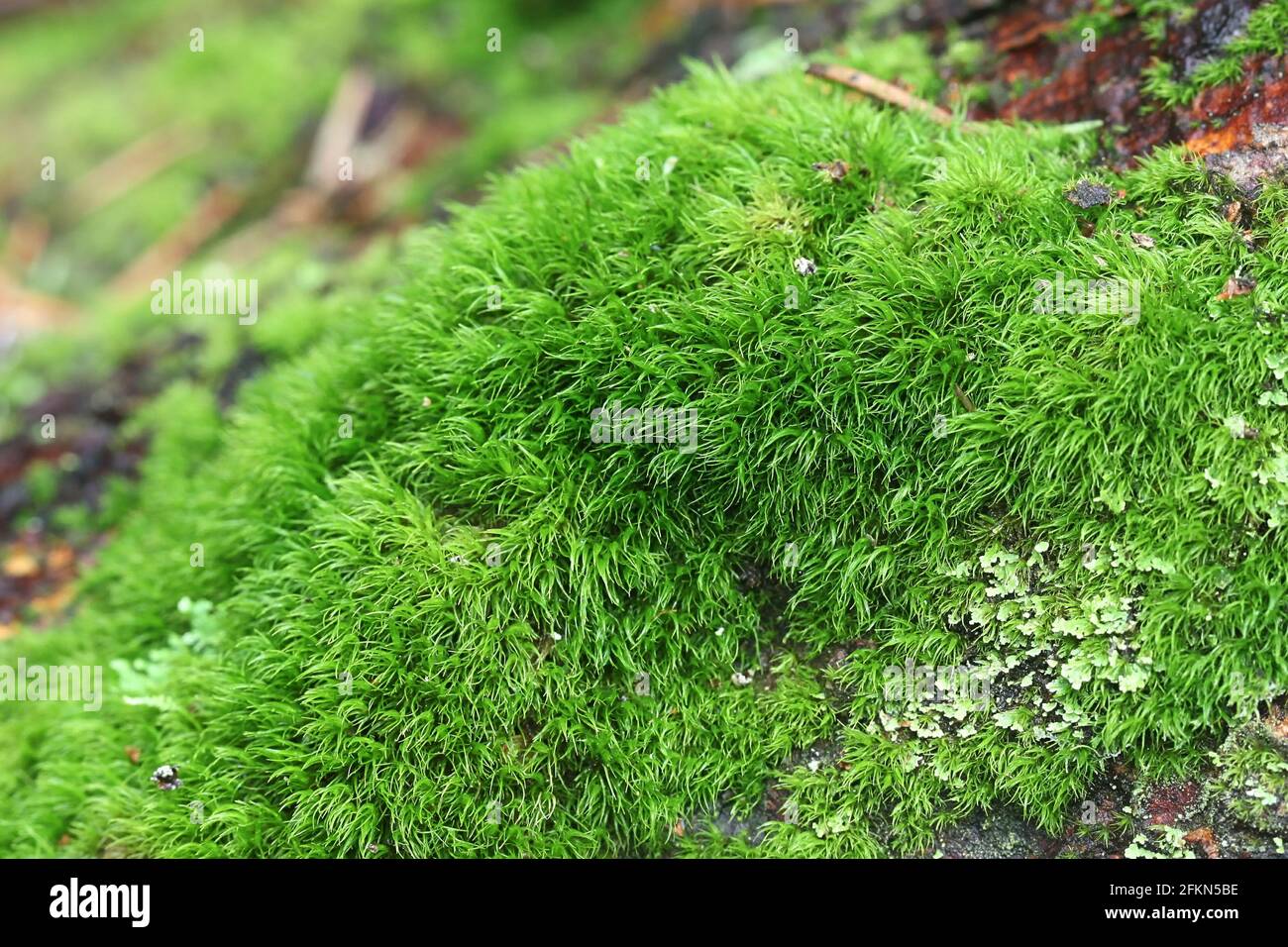 Dicranum montanum, commonly known as mountain fork moss Stock Photo