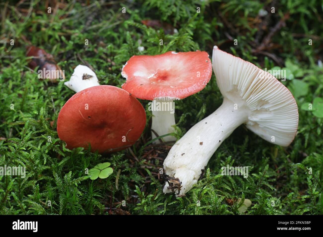 Russula emetica, commonly known as the sickener, emetic russula, or vomiting russula, wild mushroom from Finland Stock Photo