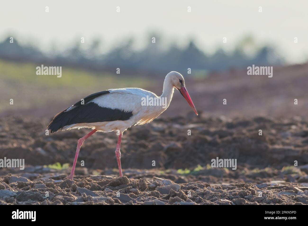 White Stork Ciconia ciconia in the field, Lithuania - Europe Stock Photo