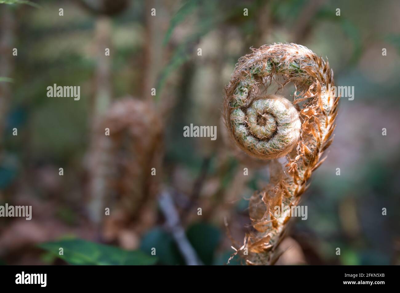 Close-up of a small fern fiddlehead unwinding on a forest floor in early spring Stock Photo