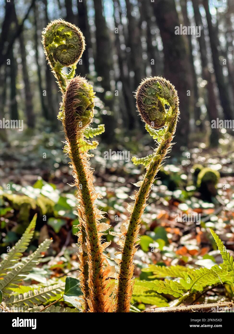 Fiddlehead fern hires stock photography and images Alamy