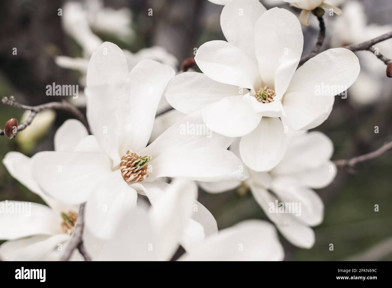 Closeup of the white star magnolia blossoms. Magnolia stellata blooming in the early spring in the garden, park.. Japanese decorative tree. Selective Stock Photo