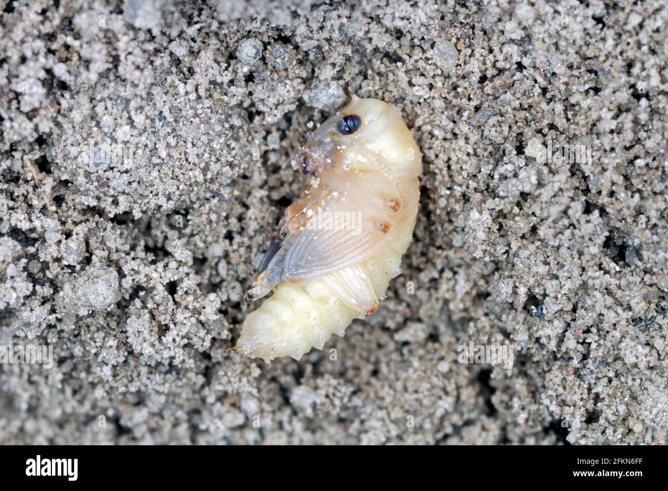 Sitona griseus is a species of weevil Curculionidae, pest of lupines