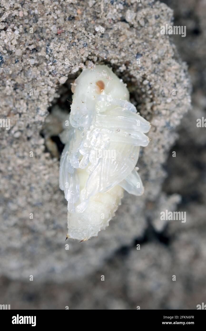 Sitona griseus is a species of weevil Curculionidae, pest of lupines