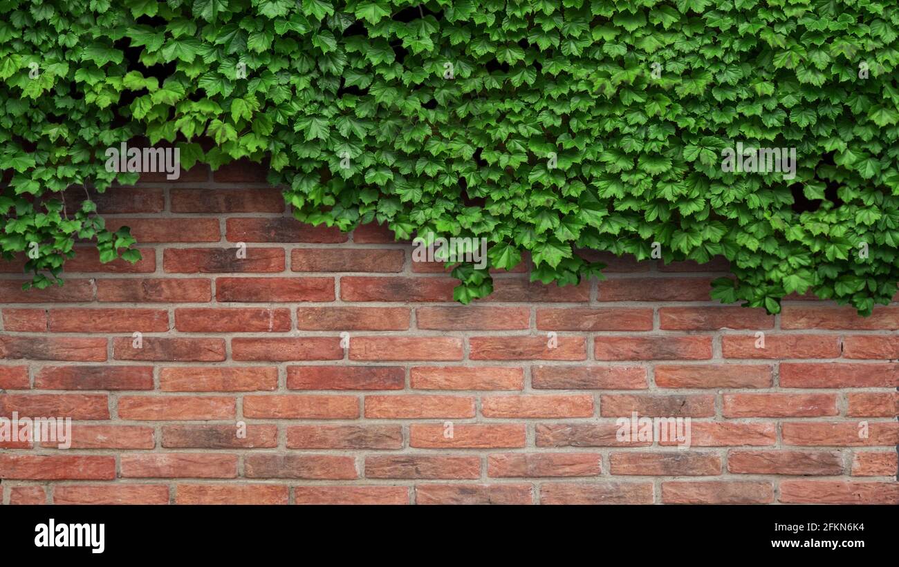 ivy plant on a red brick wall Stock Photo