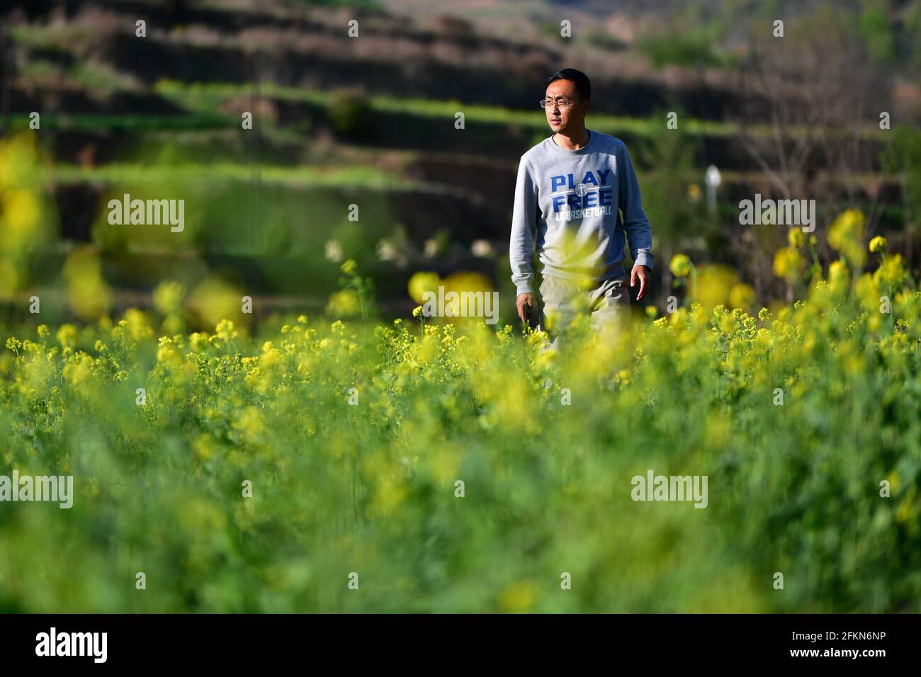 (210503) -- TIANSHUI, May 3, 2021 (Xinhua) -- Zhang Shuhao walks past a cole flower field in Mudan Township, Tianshui City of northwest China's Gansu Province, on April 28, 2021. Zhang Shuhao, 42, quit his well-paid job three years ago to start an agriculture company with a few partners sharing the same vision at a mountainous village in Mudan Township, Tianshui City. In three years, Xinghuarong, Zhang's company, contracted 6,200 mu (about 413 hectares) of idle arable lands, where terraced fields, greenhouses, and a reservoir have been built to grow diverse produces ranging from traditional C Stock Photo