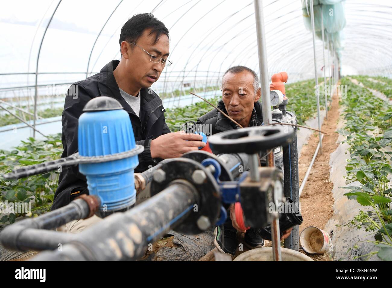 (210503) -- TIANSHUI, May 3, 2021 (Xinhua) -- Zhang Shuhao (L) learns about the operational condition of a strawberry greenhouse from a villager in Mudan Township, Tianshui City of northwest China's Gansu Province, on April 27, 2021. Zhang Shuhao, 42, quit his well-paid job three years ago to start an agriculture company with a few partners sharing the same vision at a mountainous village in Mudan Township, Tianshui City. In three years, Xinghuarong, Zhang's company, contracted 6,200 mu (about 413 hectares) of idle arable lands, where terraced fields, greenhouses, and a reservoir have been bu Stock Photo