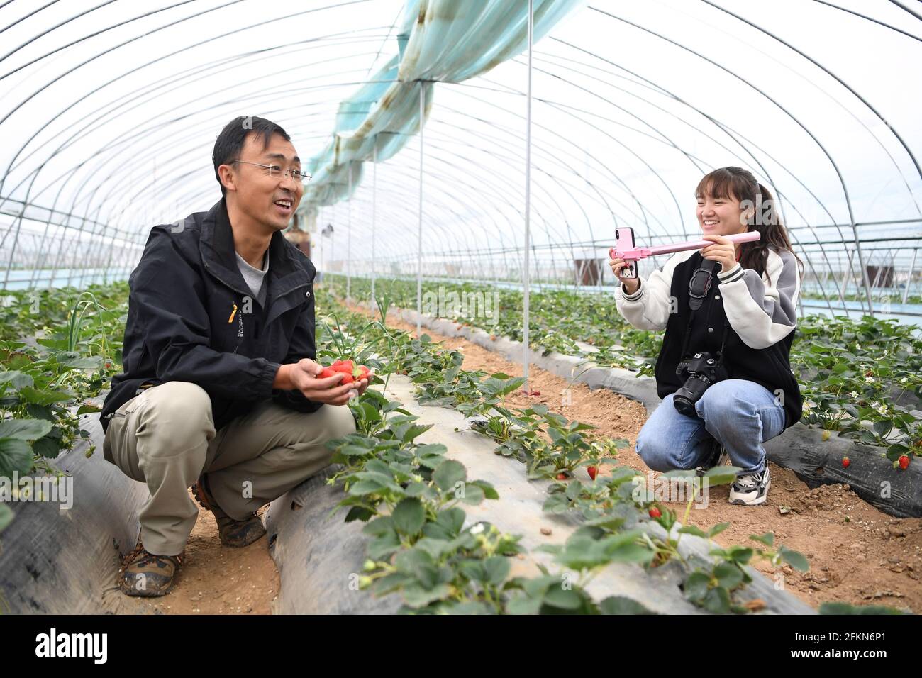 (210503) -- TIANSHUI, May 3, 2021 (Xinhua) -- Zhang Shuhao (L) promotes strawberries via on-line live streaming in a greenhouse in Mudan Township, Tianshui City of northwest China's Gansu Province, on April 27, 2021. Zhang Shuhao, 42, quit his well-paid job three years ago to start an agriculture company with a few partners sharing the same vision at a mountainous village in Mudan Township, Tianshui City. In three years, Xinghuarong, Zhang's company, contracted 6,200 mu (about 413 hectares) of idle arable lands, where terraced fields, greenhouses, and a reservoir have been built to grow diver Stock Photo
