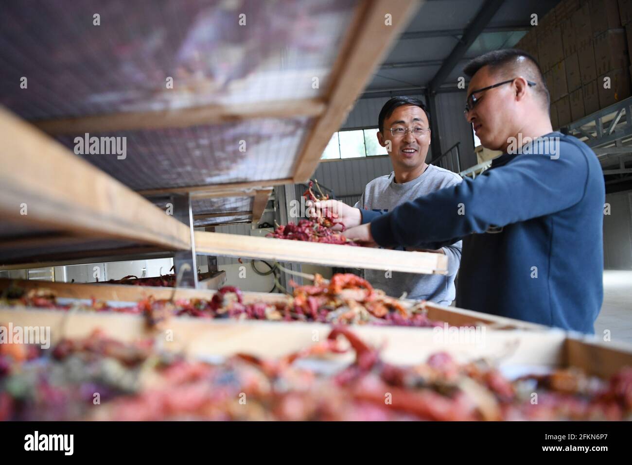 (210503) -- TIANSHUI, May 3, 2021 (Xinhua) -- Zhang Shuhao (L) works with his colleague in a warehouse in Mudan Township, Tianshui City of northwest China's Gansu Province, on April 28, 2021. Zhang Shuhao, 42, quit his well-paid job three years ago to start an agriculture company with a few partners sharing the same vision at a mountainous village in Mudan Township, Tianshui City. In three years, Xinghuarong, Zhang's company, contracted 6,200 mu (about 413 hectares) of idle arable lands, where terraced fields, greenhouses, and a reservoir have been built to grow diverse produces ranging from Stock Photo