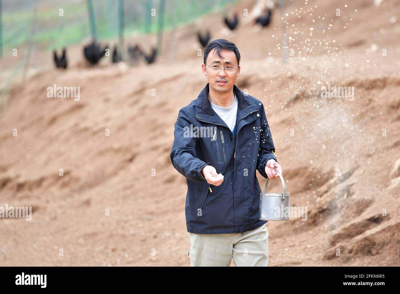 (210503) -- TIANSHUI, May 3, 2021 (Xinhua) -- Zhang Shuhao feeds fowls on the hill of Mudan Township, Tianshui City of northwest China's Gansu Province, on April 27, 2021. Zhang Shuhao, 42, quit his well-paid job three years ago to start an agriculture company with a few partners sharing the same vision at a mountainous village in Mudan Township, Tianshui City. In three years, Xinghuarong, Zhang's company, contracted 6,200 mu (about 413 hectares) of idle arable lands, where terraced fields, greenhouses, and a reservoir have been built to grow diverse produces ranging from traditional Chinese Stock Photo