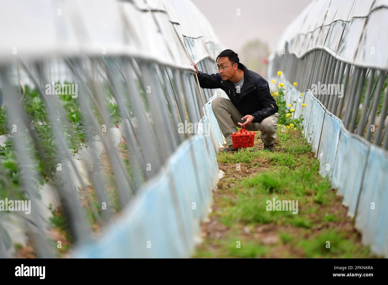 (210503) -- TIANSHUI, May 3, 2021 (Xinhua) -- Zhang Shuhao checks the growth of strawberries in Mudan Township, Tianshui City of northwest China's Gansu Province, on April 27, 2021. Zhang Shuhao, 42, quit his well-paid job three years ago to start an agriculture company with a few partners sharing the same vision at a mountainous village in Mudan Township, Tianshui City. In three years, Xinghuarong, Zhang's company, contracted 6,200 mu (about 413 hectares) of idle arable lands, where terraced fields, greenhouses, and a reservoir have been built to grow diverse produces ranging from traditiona Stock Photo