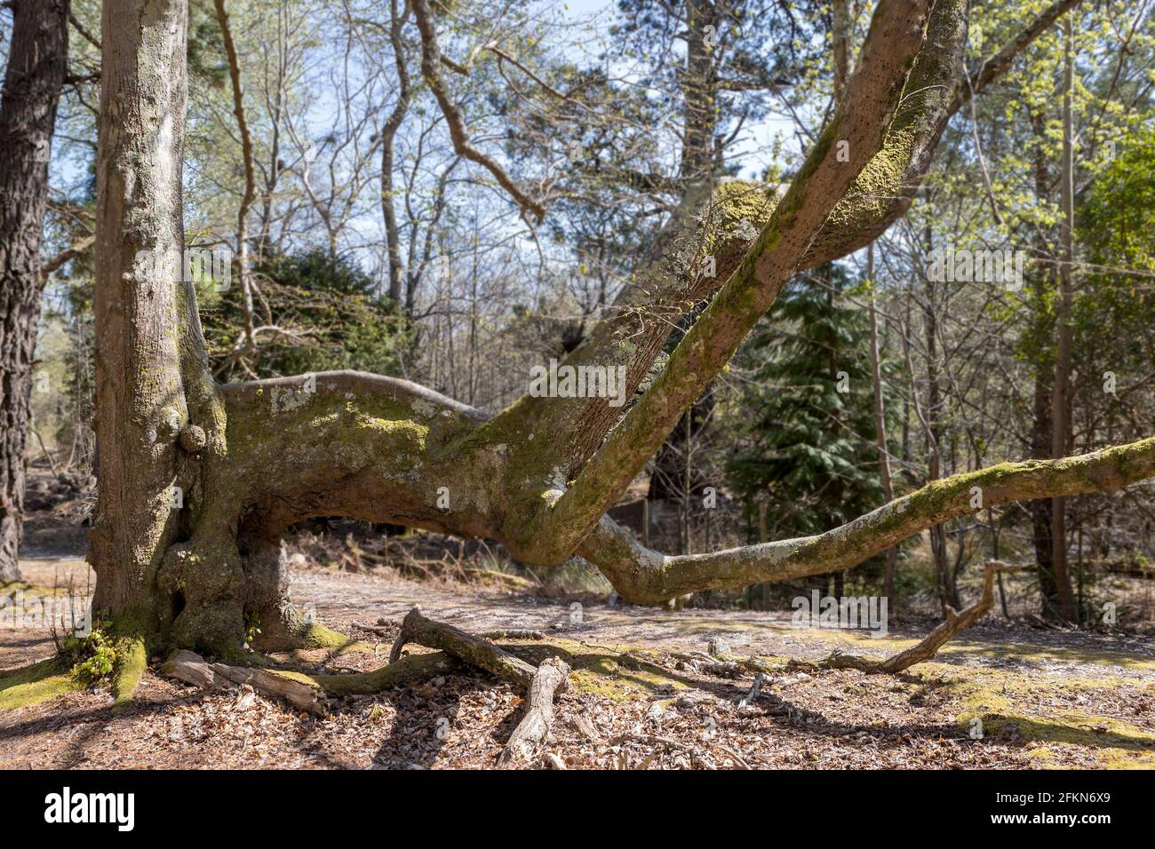 Conjoined Inosculation Tree Coalesce wood hi-res stock photography and images - Alamy