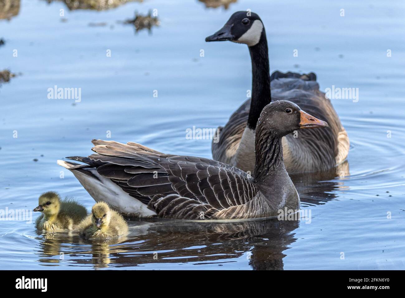 Greylag or graylag goose, Anser anser, with goslings, watching aggressive Canada goose, Branta canadensis, National Trust, Brownsea Island, Dorset, UK Stock Photo