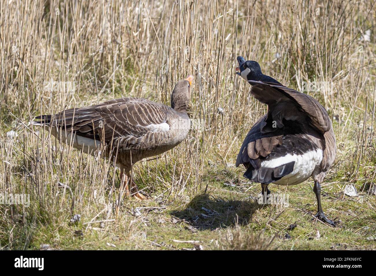 Greylag or graylag goose, Anser anser, with goslings, & aggressive Canada goose, Branta canadensis, National Trust, Brownsea Island, Dorset, UK Stock Photo