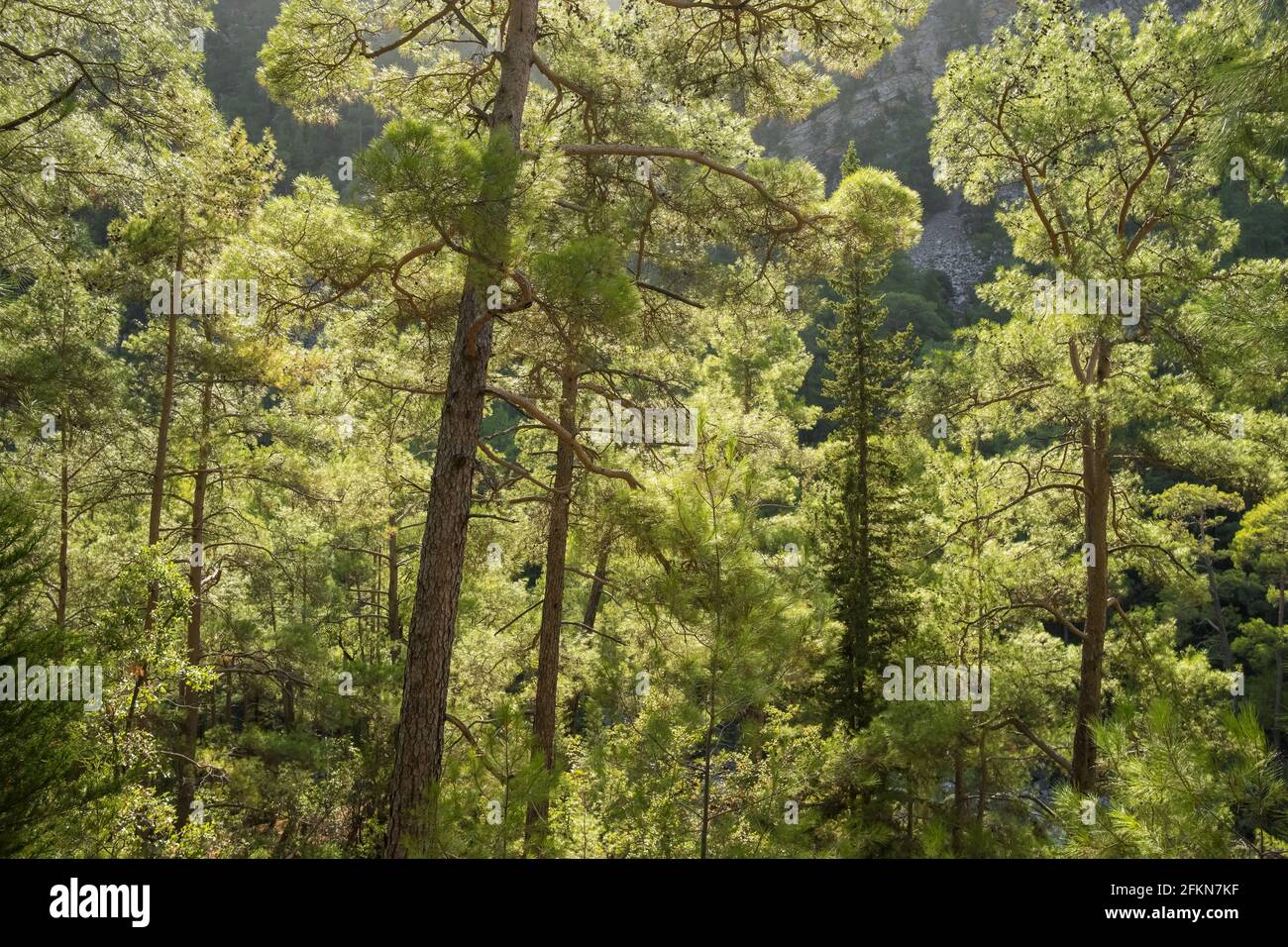Beautiful pine forest with backlight in mountains. Stock Photo
