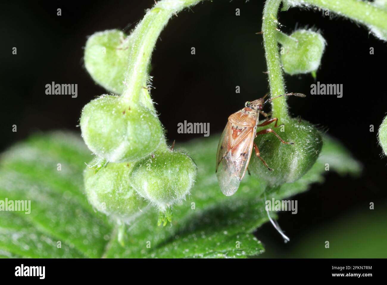 Bugs On Raspberry Pesticide garden hi-res stock photography and images - Alamy