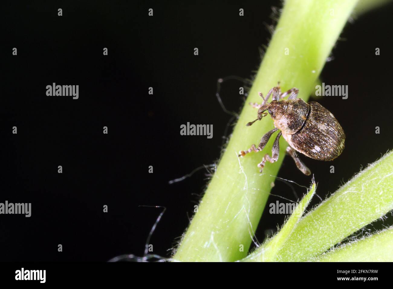 Beetle of the weevil family (curculionidae) on a raspberry plant in the garden Stock Photo Alamy