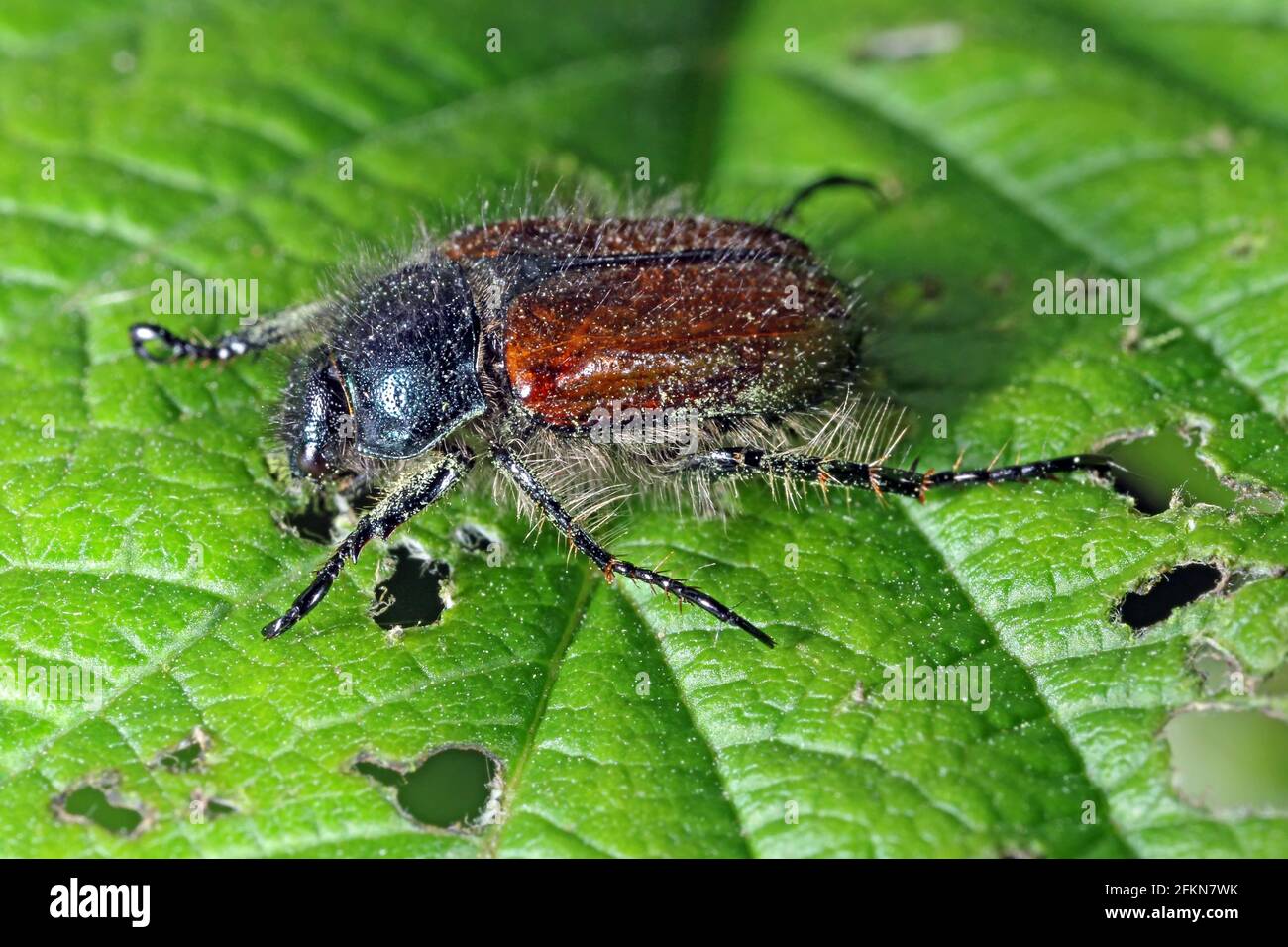 Garden Chafer Beetle – Phyllopertha horticola on damaged leaf of raspberry leaf. Stock Photo