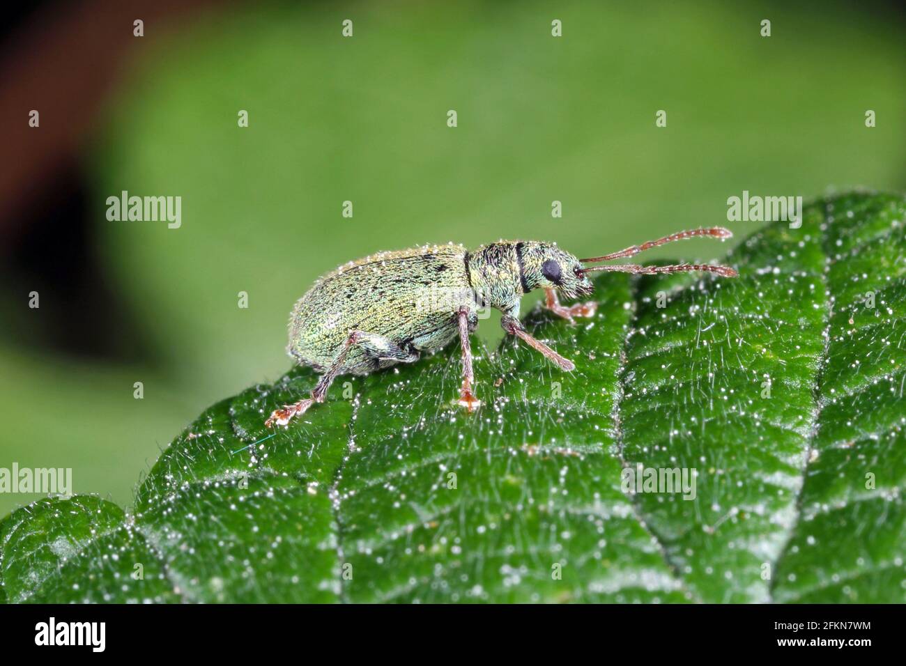 Beetle of the weevil family (curculionidae) on a raspberry plant in the garden Stock Photo Alamy