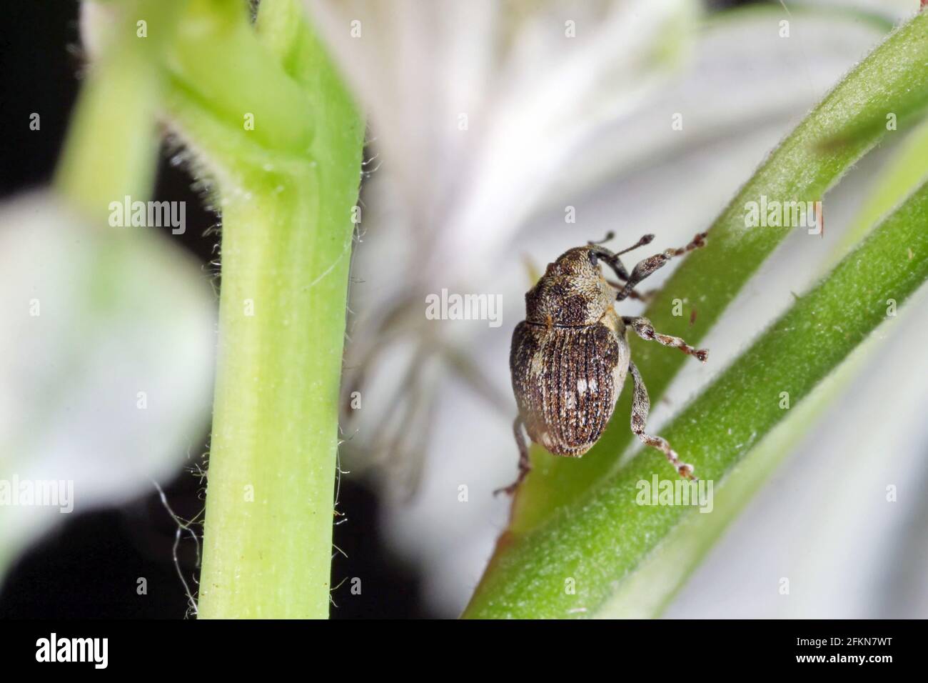 Beetle of the weevil family (curculionidae) on a raspberry plant in the garden Stock Photo Alamy