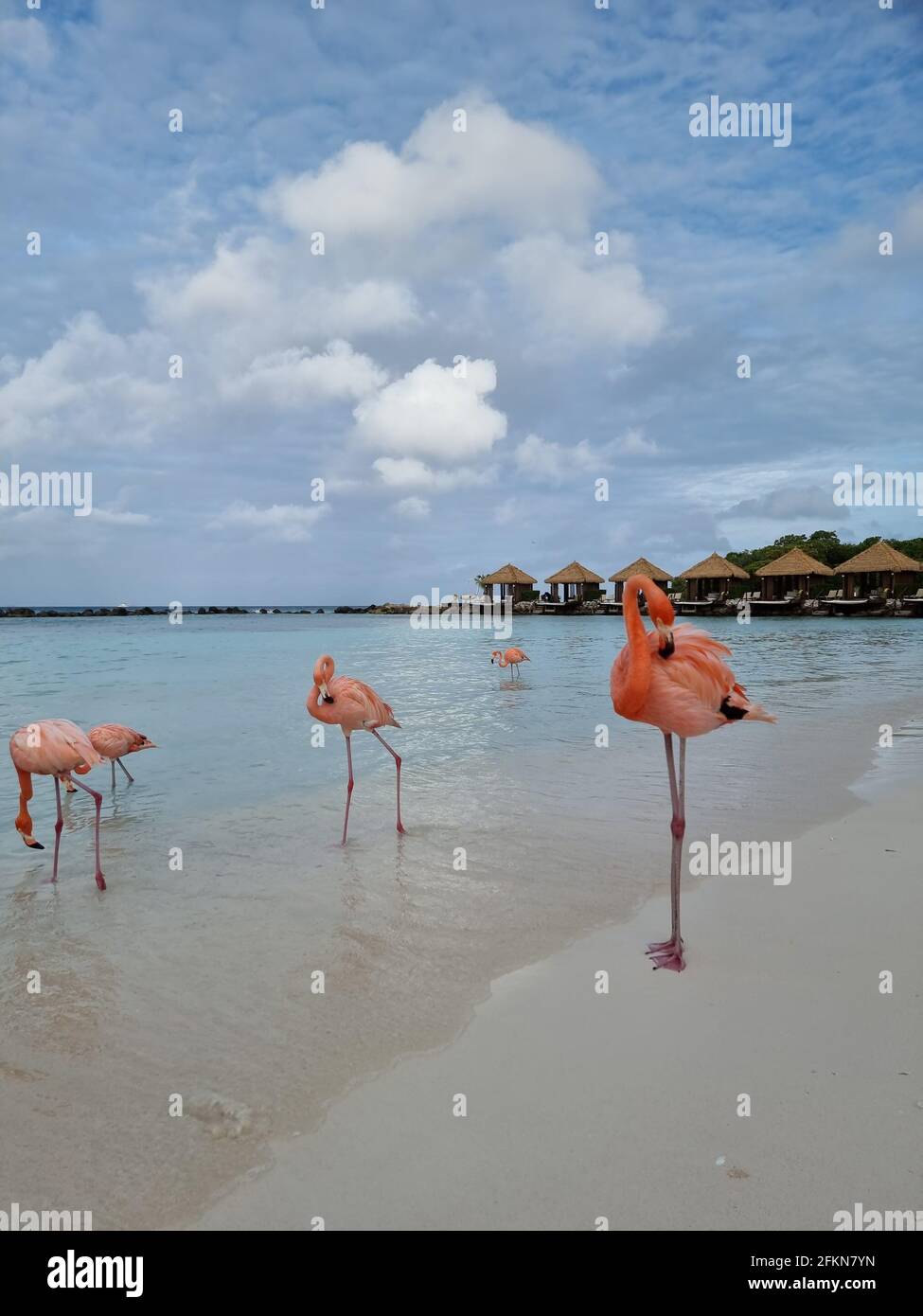 Aruba beach with pink flamingos at the beach, flamingo at the beach in ...