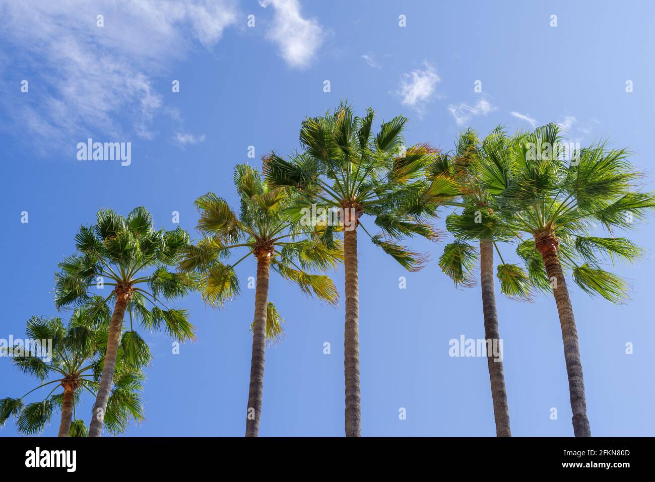 Palm trees against blue sky Stock Photo