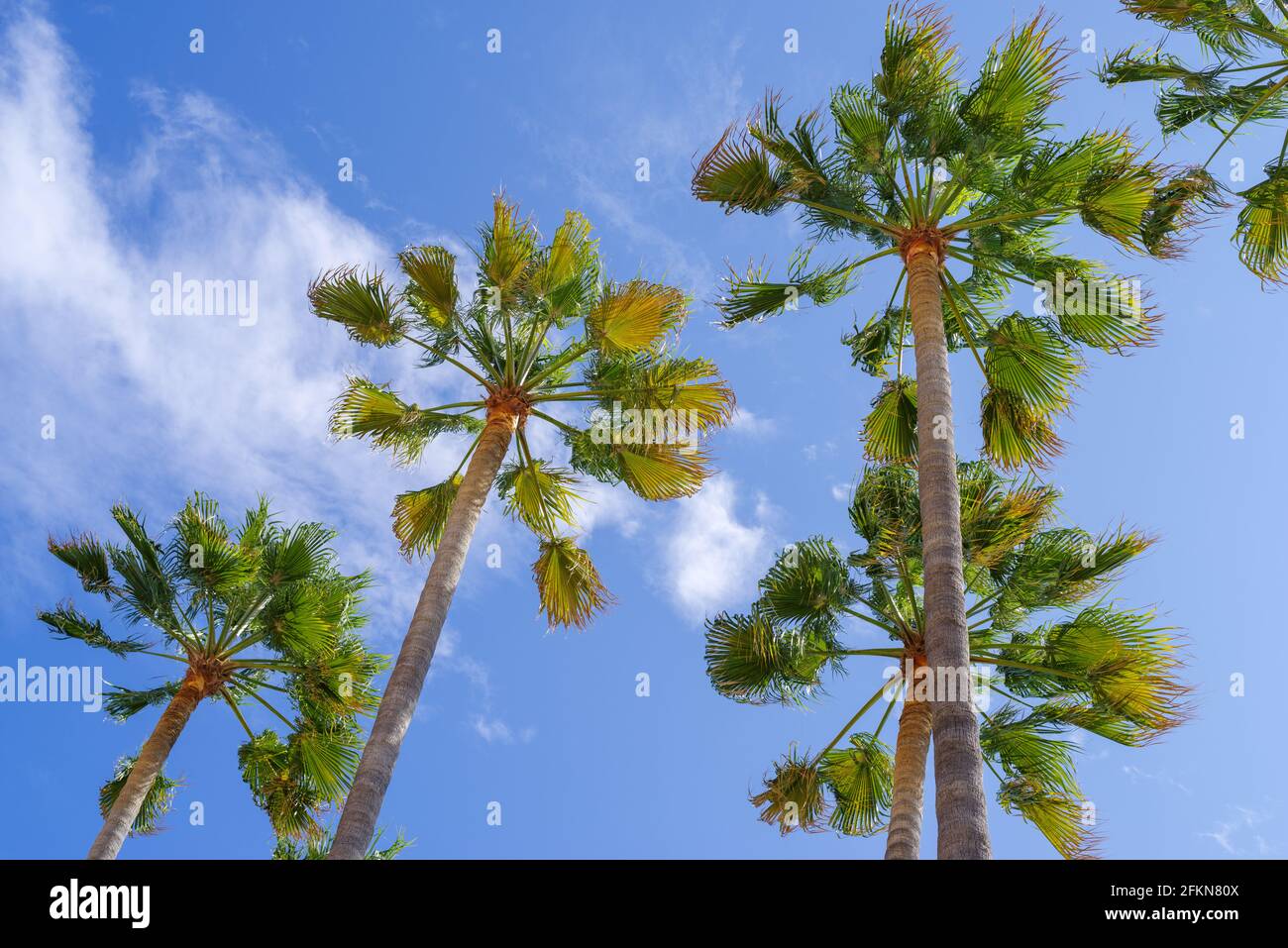 Palm trees against blue sky Stock Photo