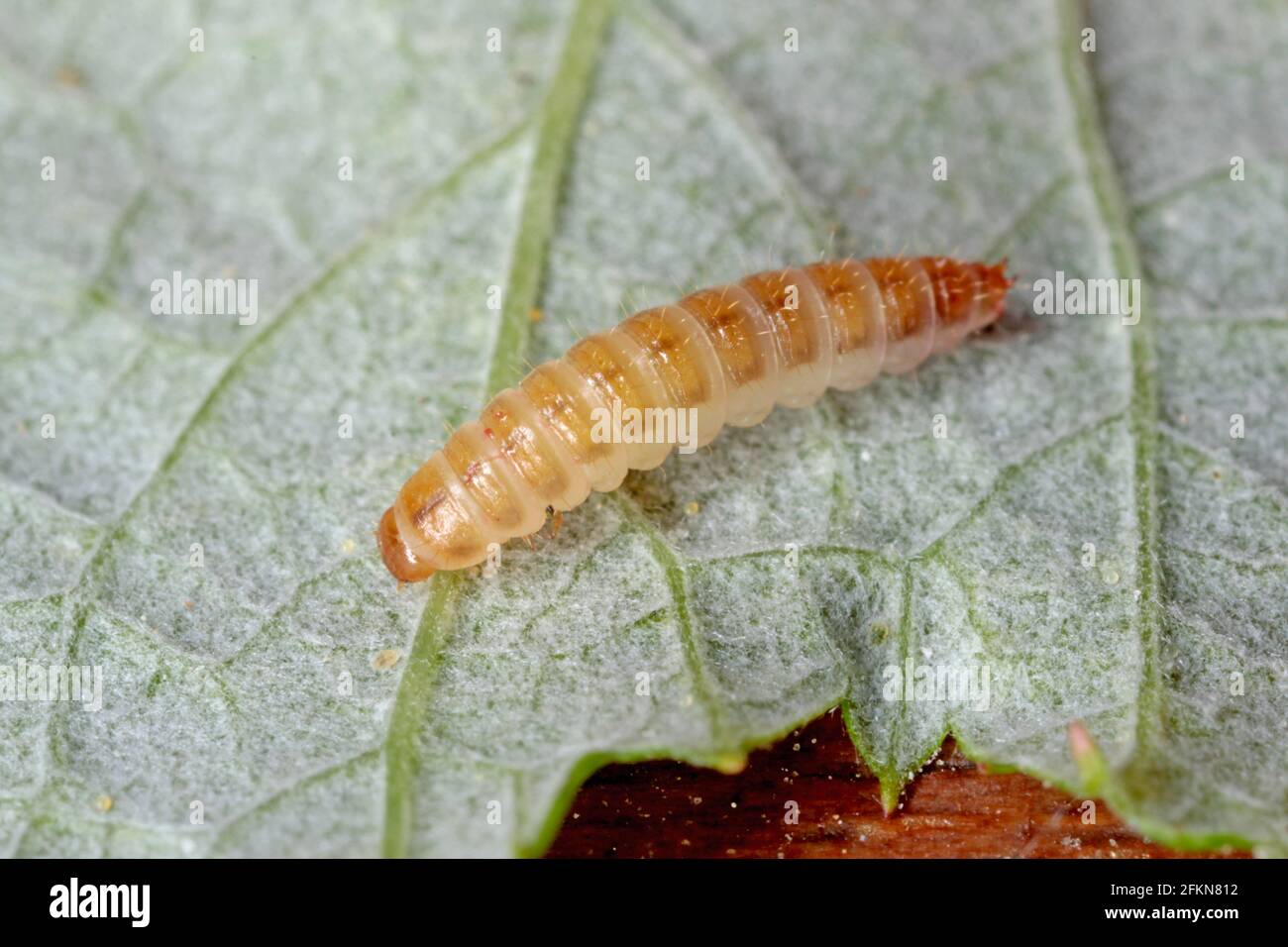 The raspberry beetle (Byturus tomentosus). It is a major pest affecting raspberry, blackberry