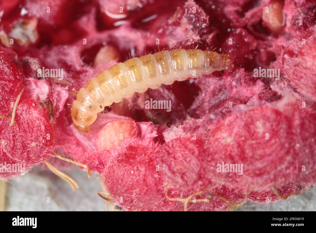 The raspberry beetle (Byturus tomentosus). It is a major pest affecting raspberry, blackberry