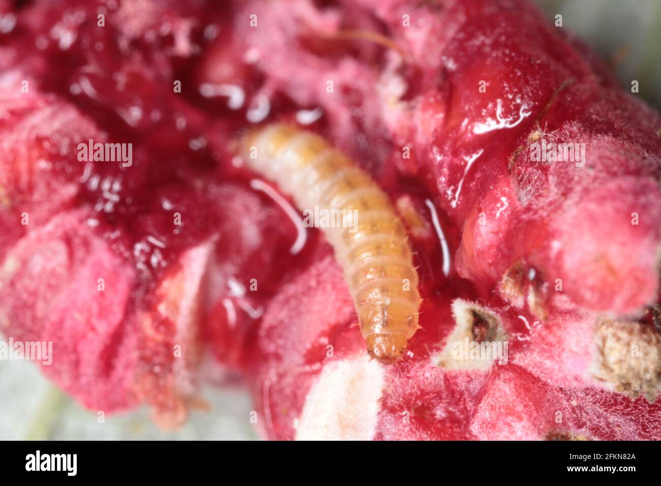 The raspberry beetle (Byturus tomentosus). It is a major pest affecting raspberry, blackberry