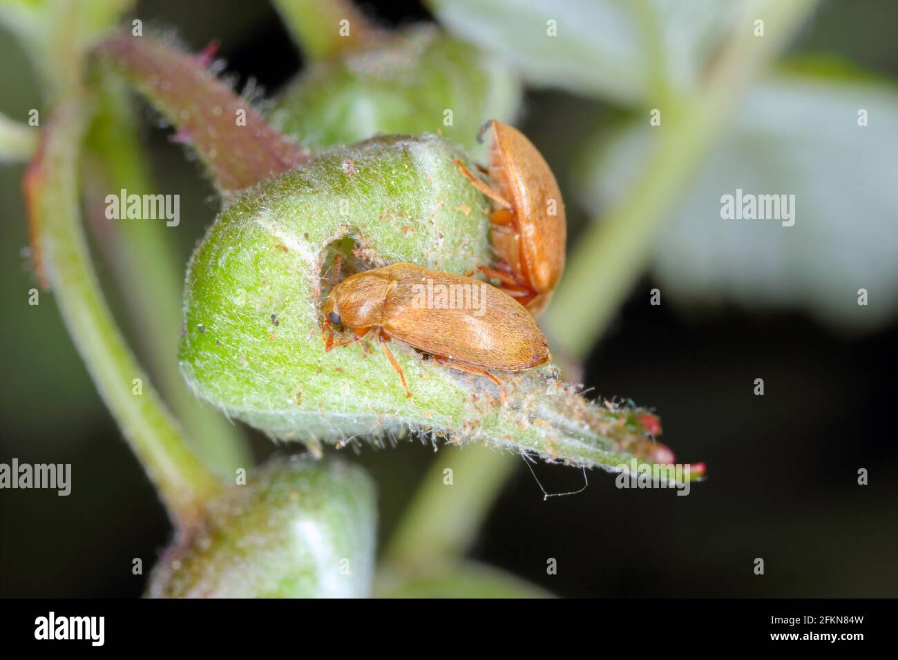 Bugs On Raspberry The raspberry beetle (Byturus tomentosus). It is a major pest affecting ...